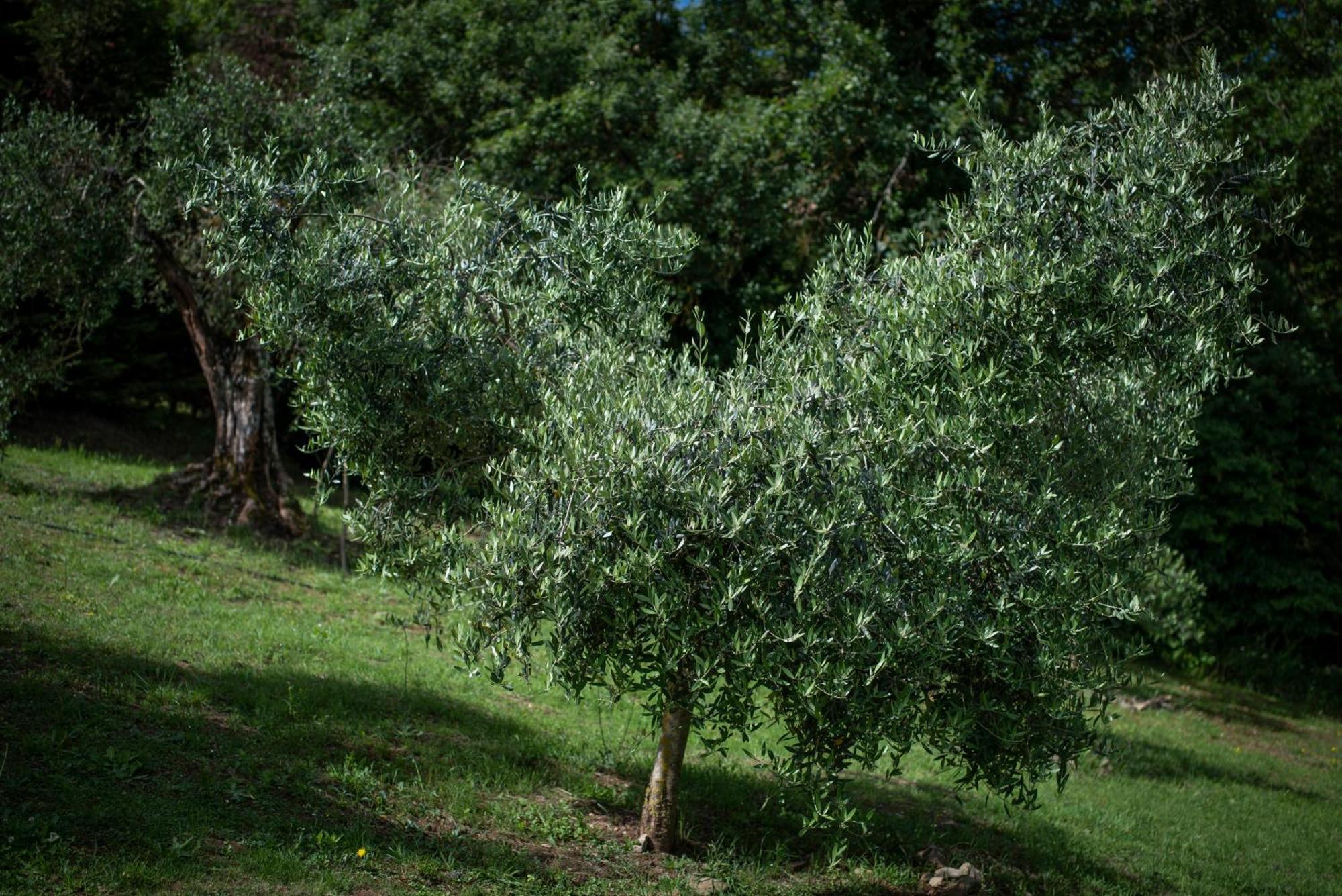 Poggio Paradiso Resort & Spa Montefollonico Dış mekan fotoğraf